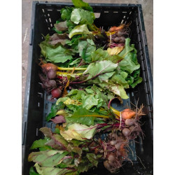 Queen Vic Market -Fruit and vegetable crate - medium