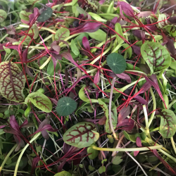 Organic Micro Salad Mix