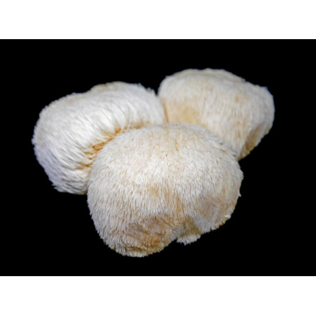 Lion's Mane Mushroom-Merri Creek Urban Farm