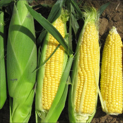 Corn-Organic (Calfresco Organics)