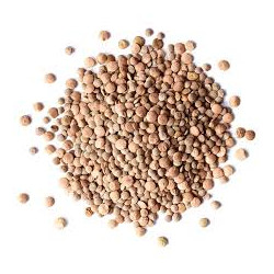 Whole  Red Lentils