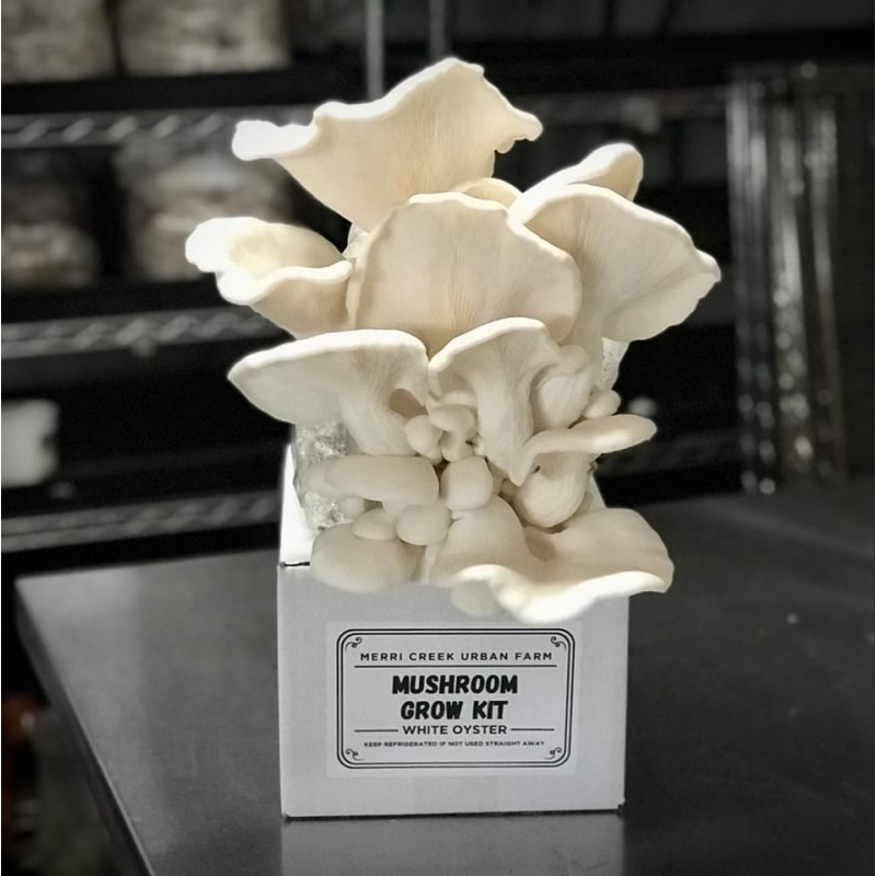 Mushroom Kit-White Oyster Mushrooms