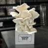 Mushroom Kit-White Oyster Mushrooms