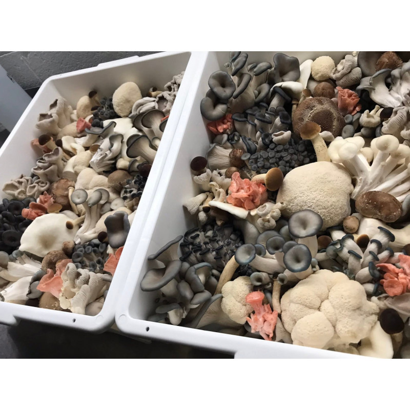 Premium Mushrooms-Merri Creek Urban Farm