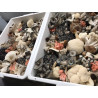 Premium Mushrooms-Merri Creek Urban Farm