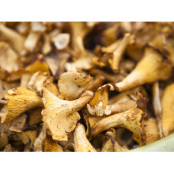 Dried  oyster mushrooms