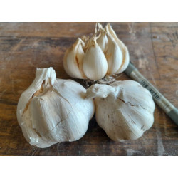 Victorian Garlic