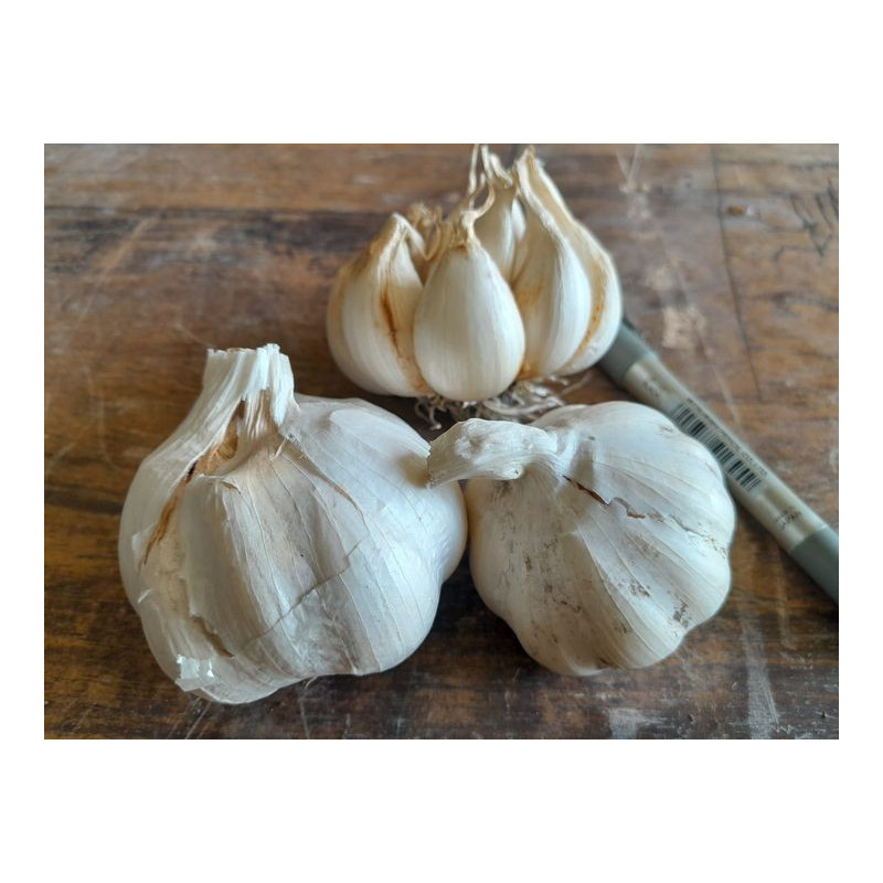 Victorian Garlic