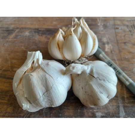 Victorian Garlic