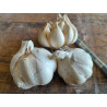 Victorian Garlic