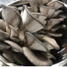 Lion's Mane Mushroom-Merri Creek Urban Farm