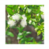 Botanical Hand and Body Wash
