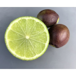 Botanical Hand and Body Wash