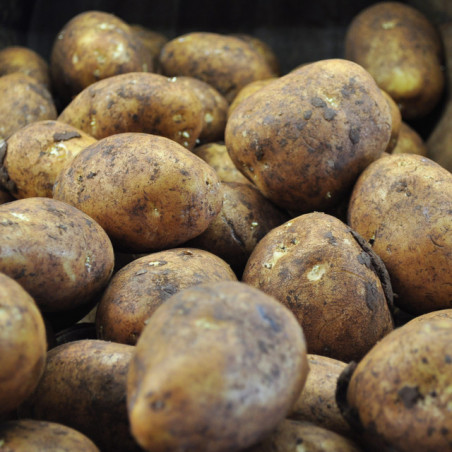 Victorian, Organic Dutch Cream Potatoes