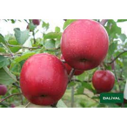 Apples- "Pink Lady" -New...