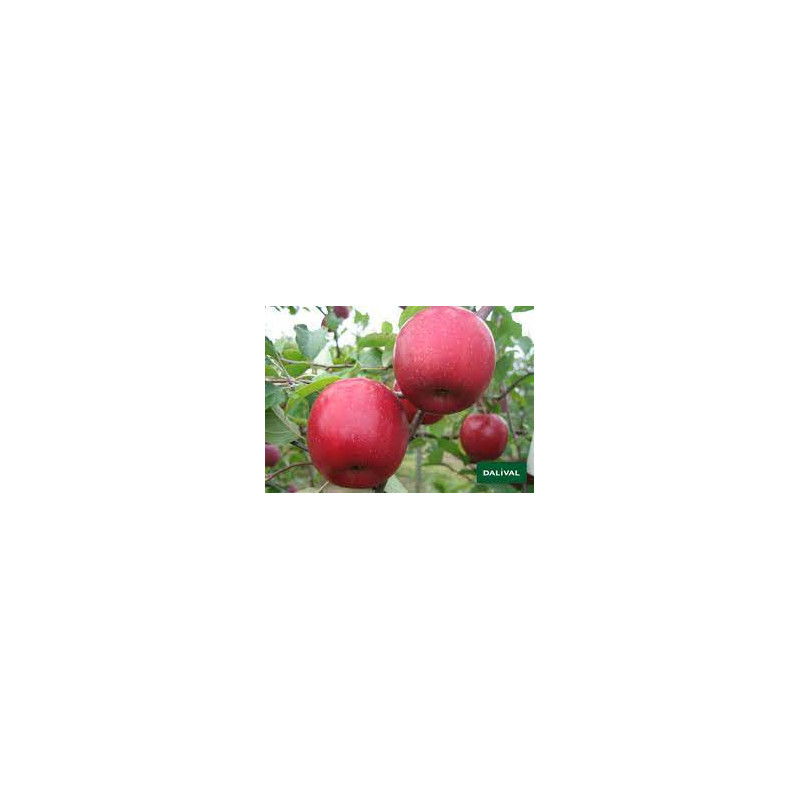 Apples- "Pink Lady" -New Season
