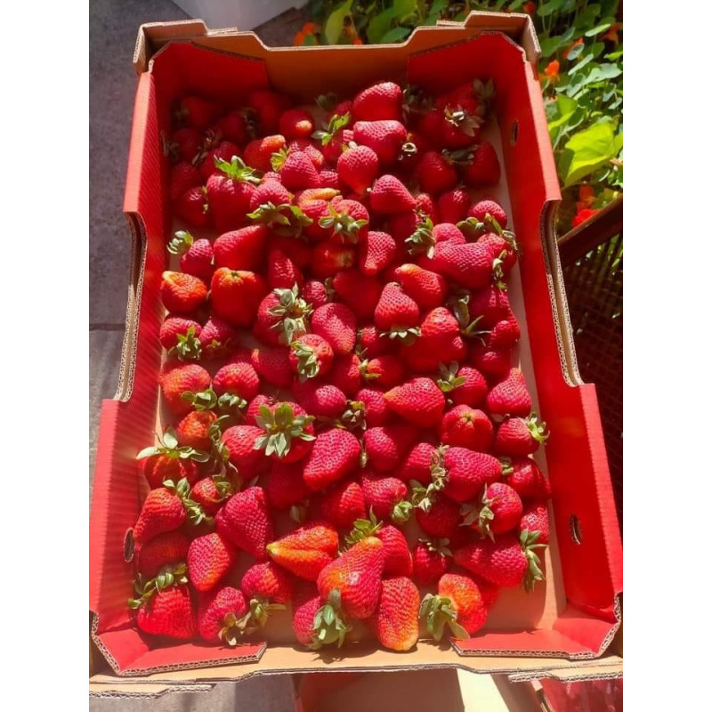 Victorian New Season Strawberries