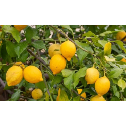 Organic Meyer lemons