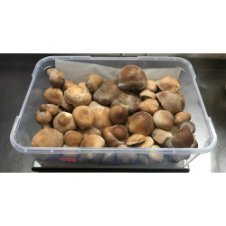 Premium Mushrooms-Merri Creek Urban Farm