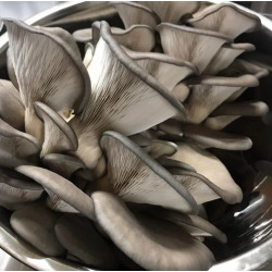 Premium Mushrooms-Merri Creek Urban Farm