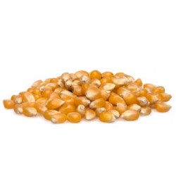 Organic Popcorn Kernels