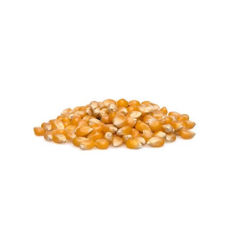 Organic Popcorn Kernels